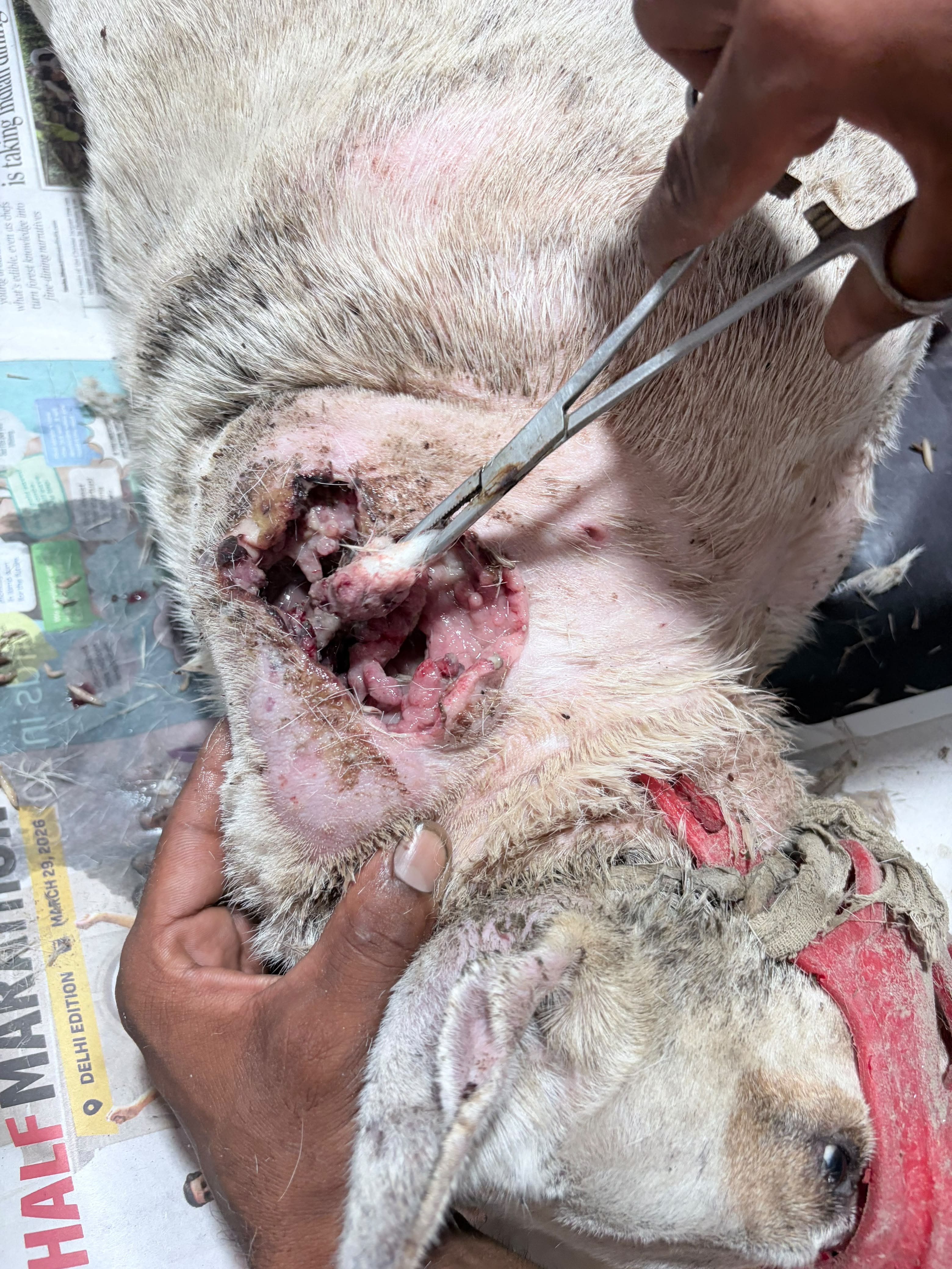 Veterinary medical care