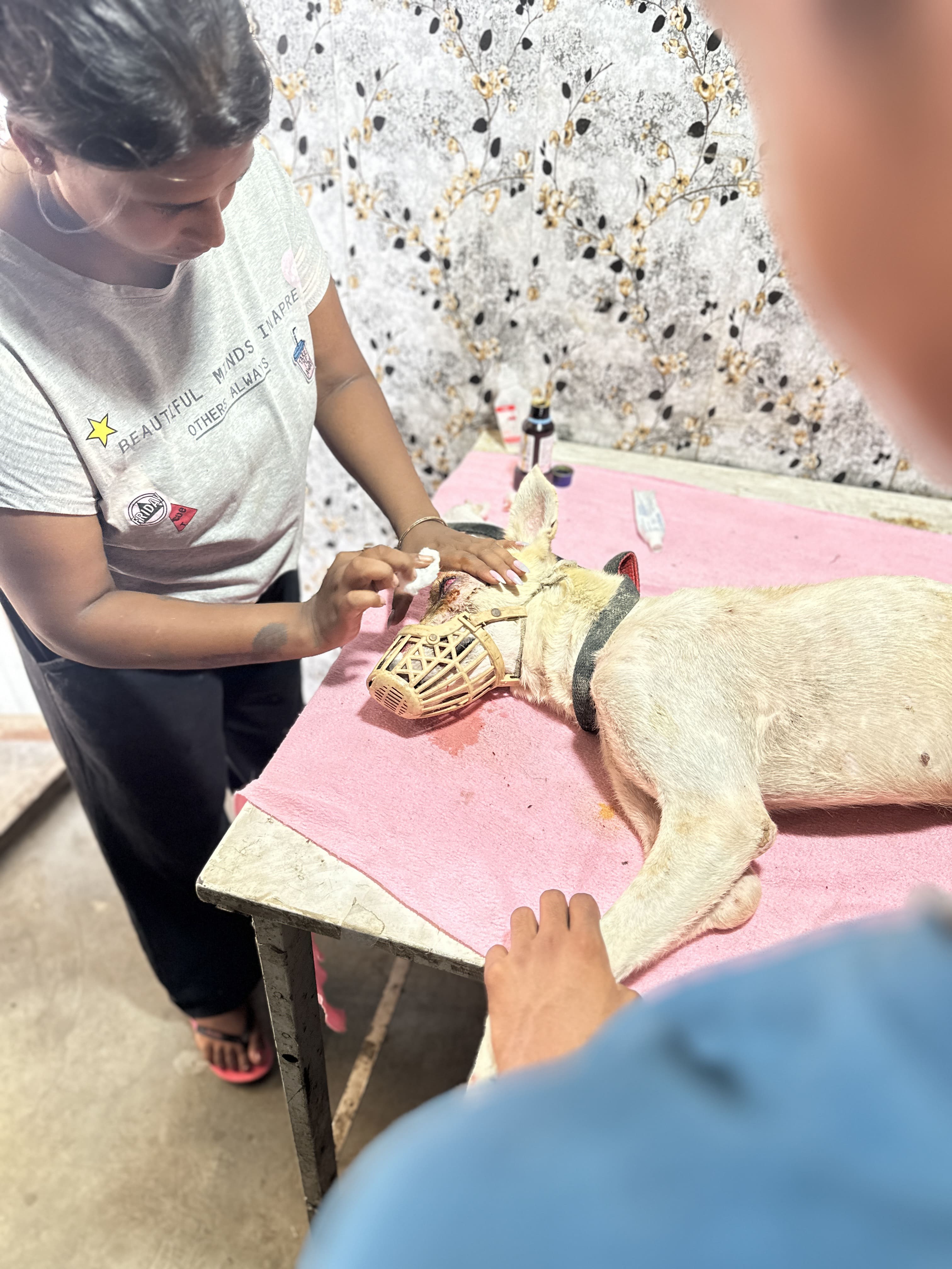 Wound Care & Dressing